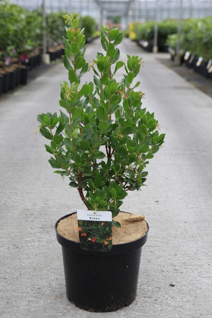 [P] Arbutus unedo 'Rubra' cont. 10L 60-80 cm +B