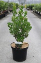 Arbutus unedo 'Rubra' cont. 10L 60-80 cm +f