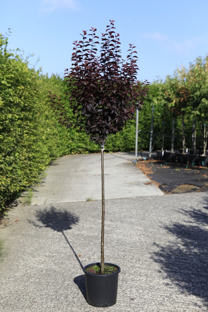 Prunus cerasifera 'Nigra' cont. 18L полуштамб +ф