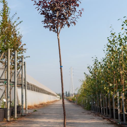 [P] Prunus cerasifera 'Nigra' cont. 18L half standard +ф