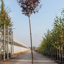 Prunus cerasifera 'Nigra' cont. 18L half standard +p