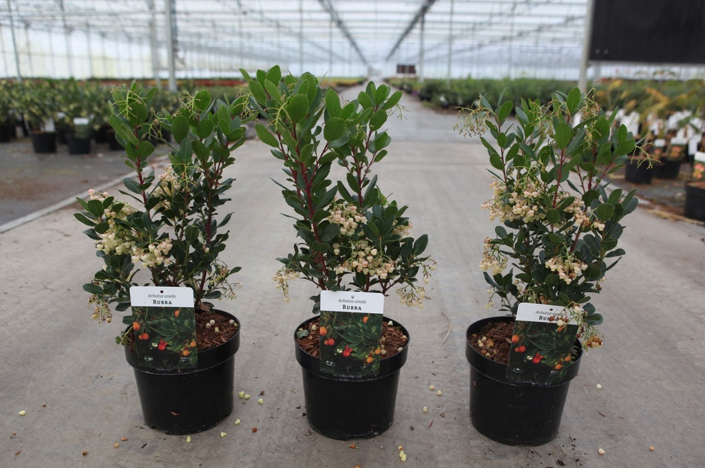 Arbutus unedo 'Rubra' cont. 3,6L 30-40 cm +p