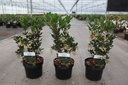 Arbutus unedo 'Rubra' cont. 3,6L 30-40 cm +p