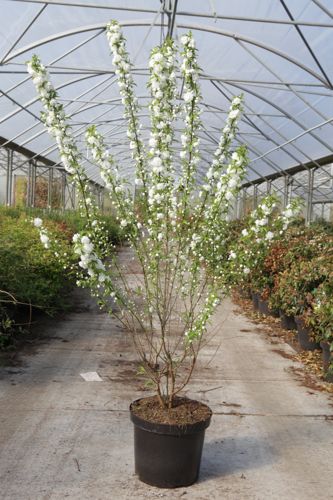 Prunus glandulosa 'Alba Plena' cont. 10L 60-80 cm +p