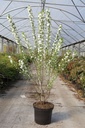 Prunus glandulosa 'Alba Plena' cont. 10L 60-80 cm +ф
