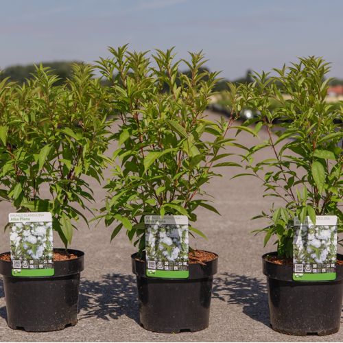 Prunus glandulosa 'Alba Plena' cont. 3,6L 40-50 cm +p