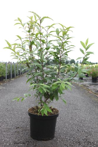 Prunus glandulosa 'Rosea Plena' cont. 10L 60-80 cm +ф
