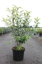 Prunus glandulosa 'Rosea Plena' cont. 10L 60-80 cm +p