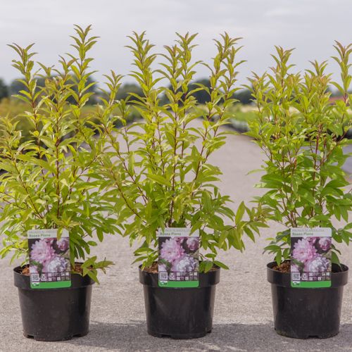 Prunus glandulosa 'Rosea Plena' cont. 3,6L 40/+ cm +p