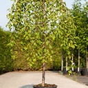 Prunus incisa 'Frilly Frock®' cont. 18L half standard +ф