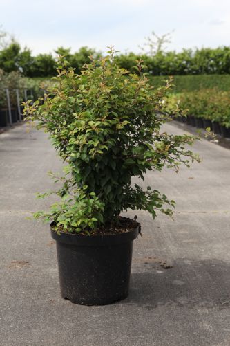 [P] Prunus incisa 'Kojou-no-mai' cont. 10L 50-60 cm +ф