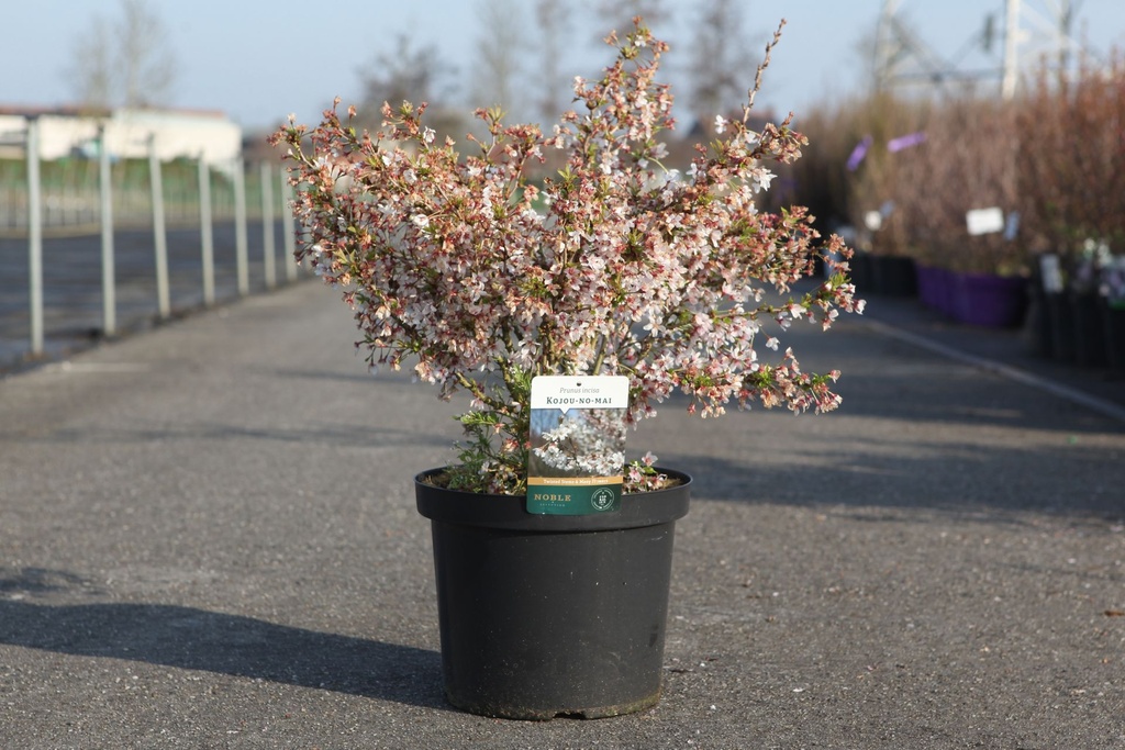 Prunus incisa 'Kojou-no-mai' cont. 10L 50-60 cm +ф