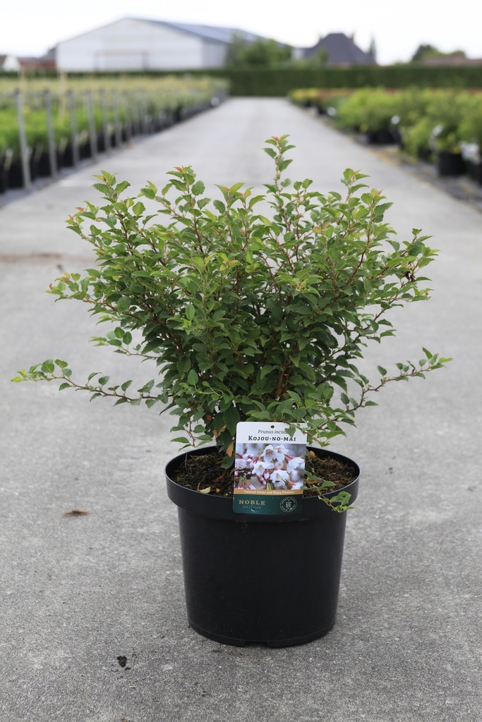 Prunus incisa 'Kojou-no-mai' cont. 10L 50-60 cm +p