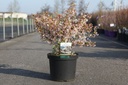 Prunus incisa 'Kojou-no-mai' cont. 10L 50-60 cm +ф