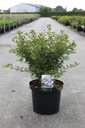 Prunus incisa 'Kojou-no-mai' cont. 10L 50-60 cm +p