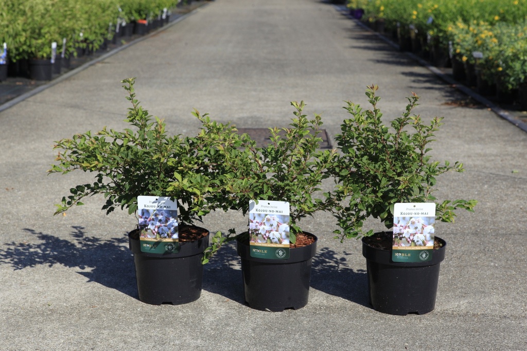 Prunus incisa 'Kojou-no-mai' cont. 3,6L 30-40 cm +f