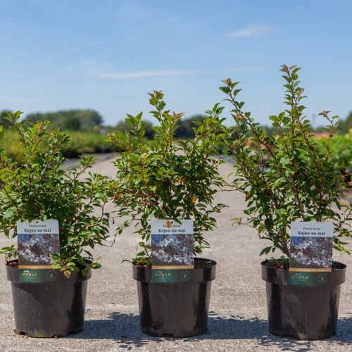Prunus incisa 'Kojou-no-mai' cont. 3,6L 30-40 cm +p