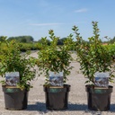 Prunus incisa 'Kojou-no-mai' cont. 3,6L 30-40 cm +p