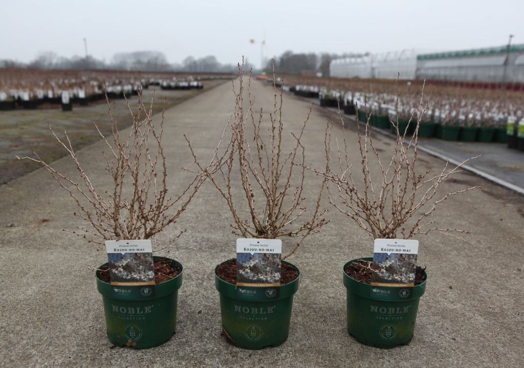 Prunus incisa 'Kojou-no-mai' cont. 3,6L deco 30-40 cm +B