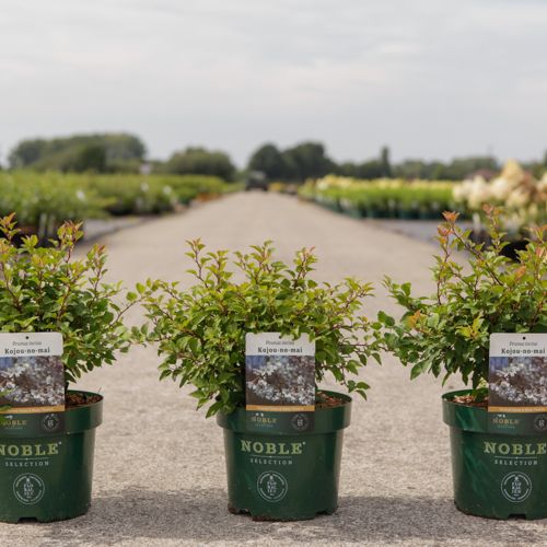 [P] Prunus incisa 'Kojou-no-mai' cont. 3,6L deco 30-40 cm +p