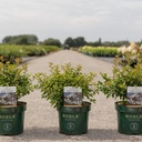 Prunus incisa 'Kojou-no-mai' cont. 3,6L deco 30-40 cm +B