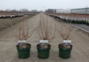 Prunus incisa 'Kojou-no-mai' cont. 3,6L deco 30-40 cm +p