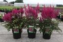 Astilbe (J) 'Elisabeth van Veen' cont. 3,6L +p
