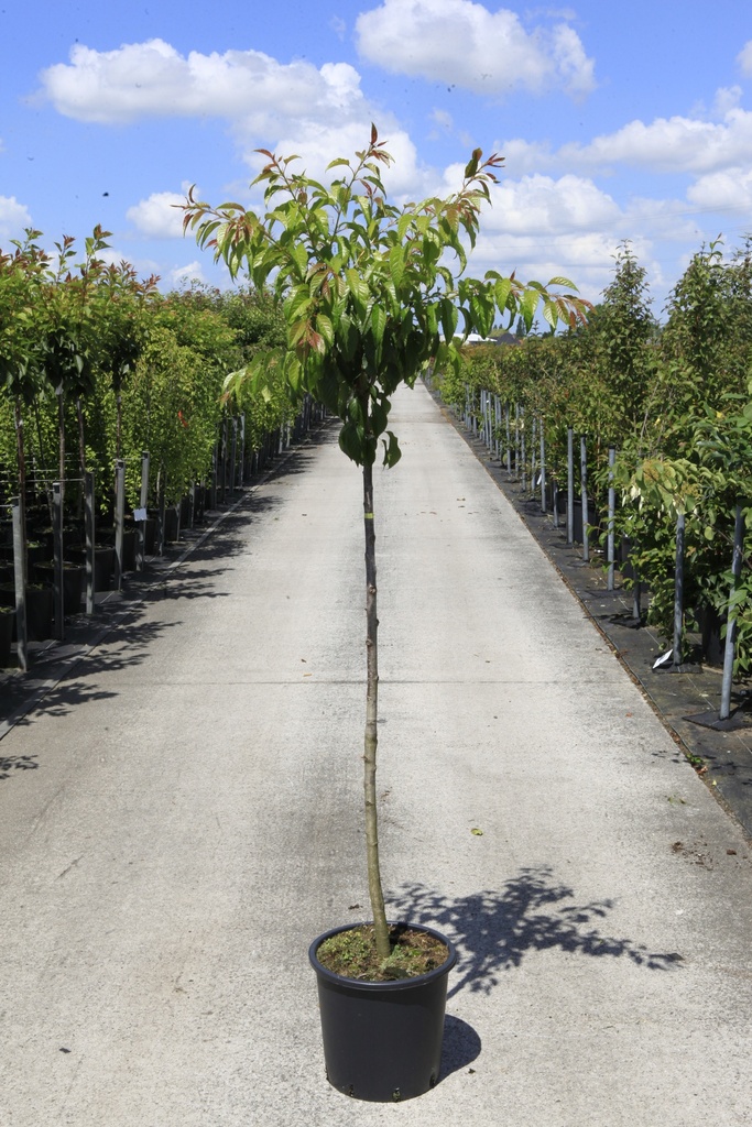 [P] Prunus 'Kiku-shidare-zakura' cont. 18L полуштамб +ф