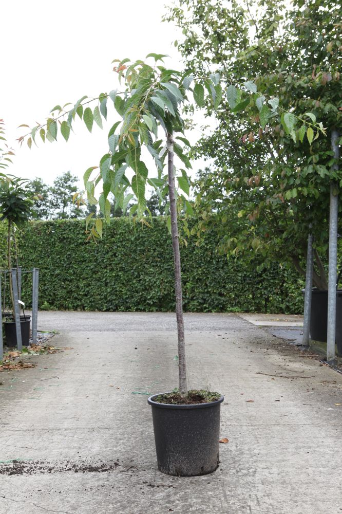 [P] Prunus 'Kiku-shidare-zakura' cont. 18L Halbstamm +B