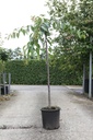 Prunus 'Kiku-shidare-zakura' cont. 18L half standard +ф