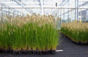 Pennisetum alopecuroides конт. 1,5L