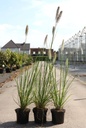 Pennisetum alopecuroides cont. 1,5L
