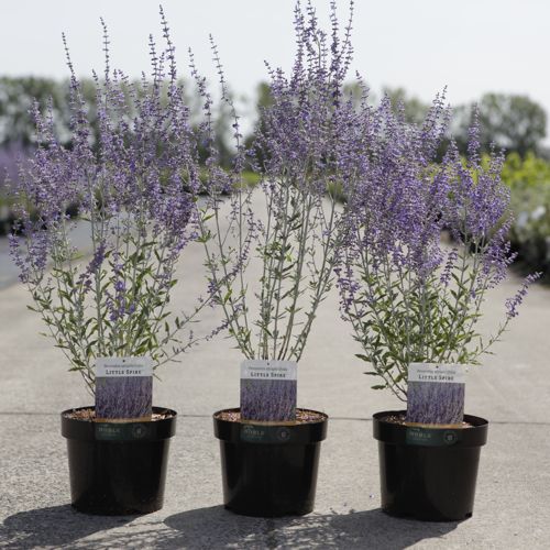 Perovskia atriplicifolia 'Little Spire' (PBR) cont. 3,6L 30-40 cm +p