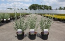 Perovskia atriplicifolia 'Little Spire' (PBR) cont. 3,6L 30-40 cm +p