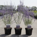 Perovskia atriplicifolia 'Little Spire' (PBR) cont. 3,6L 30-40 cm +p