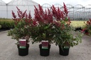 Astilbe (A) 'Fanal ' cont. 3,6L +p
