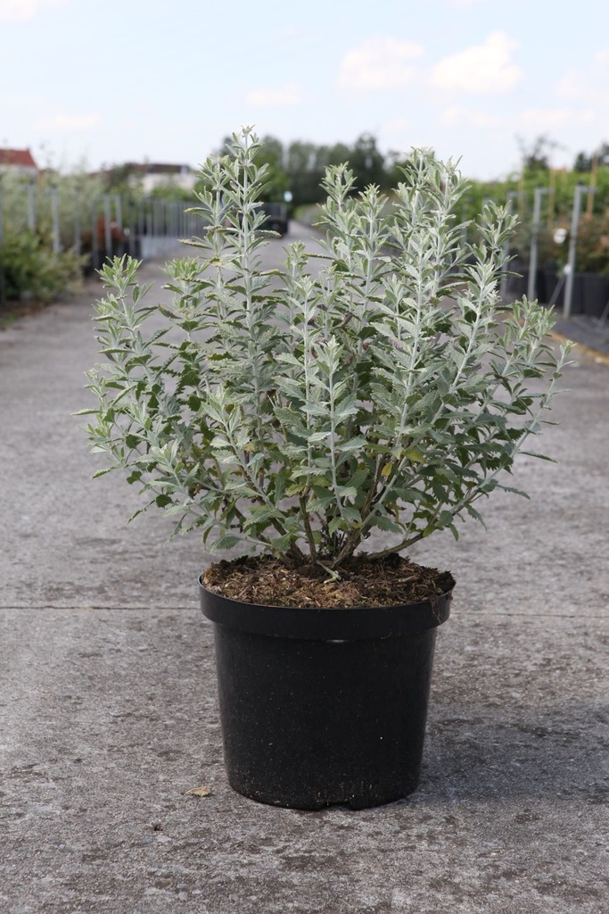 Perovskia atriplicifolia SILVERY BLUE (PBR) cont. 10L 50-60 cm +ф