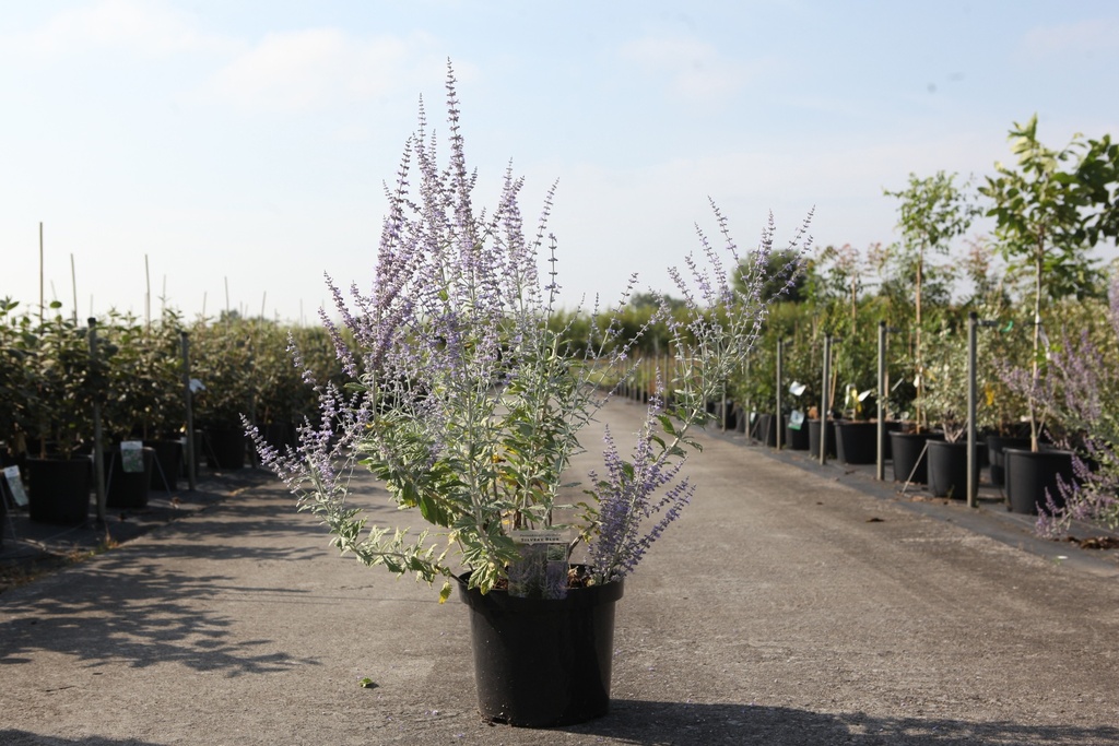 Perovskia atriplicifolia SILVERY BLUE (PBR) cont. 10L 50-60 cm +f