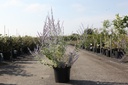 Perovskia atriplicifolia SILVERY BLUE (PBR) cont. 10L 50-60 cm +f
