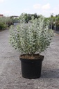 Perovskia atriplicifolia SILVERY BLUE (PBR) cont. 10L 50-60 cm +p