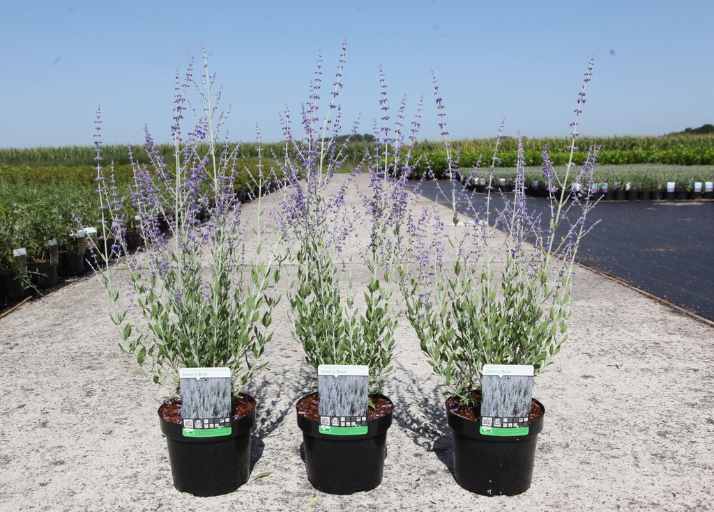 [P] Perovskia atriplicifolia SILVERY BLUE (PBR) cont. 3,6L 30-40 cm +B