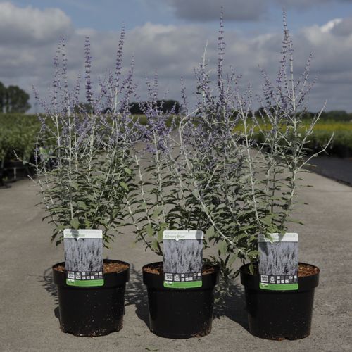 Perovskia atriplicifolia SILVERY BLUE (PBR) cont. 3,6L 30-40 cm +p