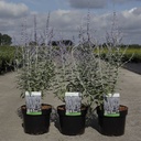 Perovskia atriplicifolia SILVERY BLUE (PBR) cont. 3,6L 30-40 cm +ф