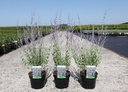 Perovskia atriplicifolia SILVERY BLUE (PBR) cont. 3,6L 30-40 cm +p