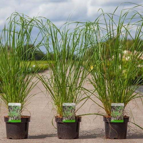 Pennisetum viridescens cont. 3,6L +ф