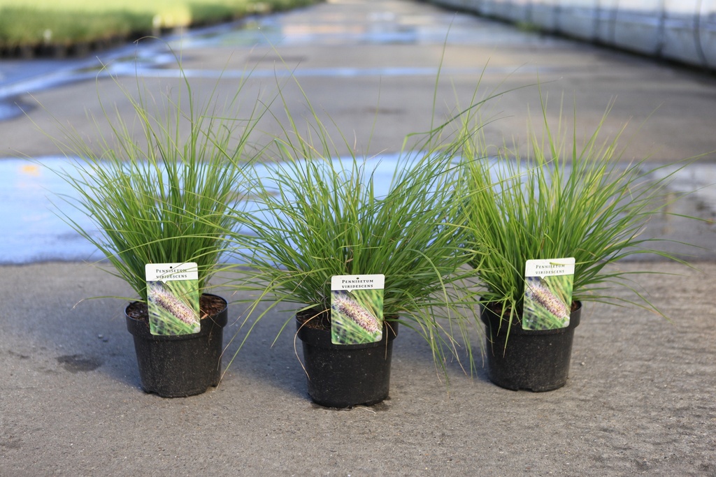 Pennisetum viridescens cont. 3,6L +ф