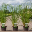Pennisetum viridescens cont. 3,6L +ф
