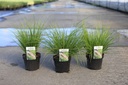 Pennisetum viridescens cont. 3,6L +B