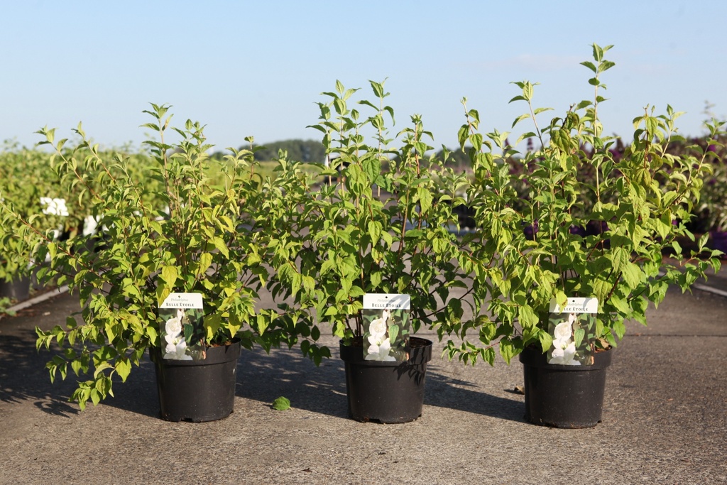 Philadelphus 'Belle Etoile' cont. 3,6L 60/+ cm +f