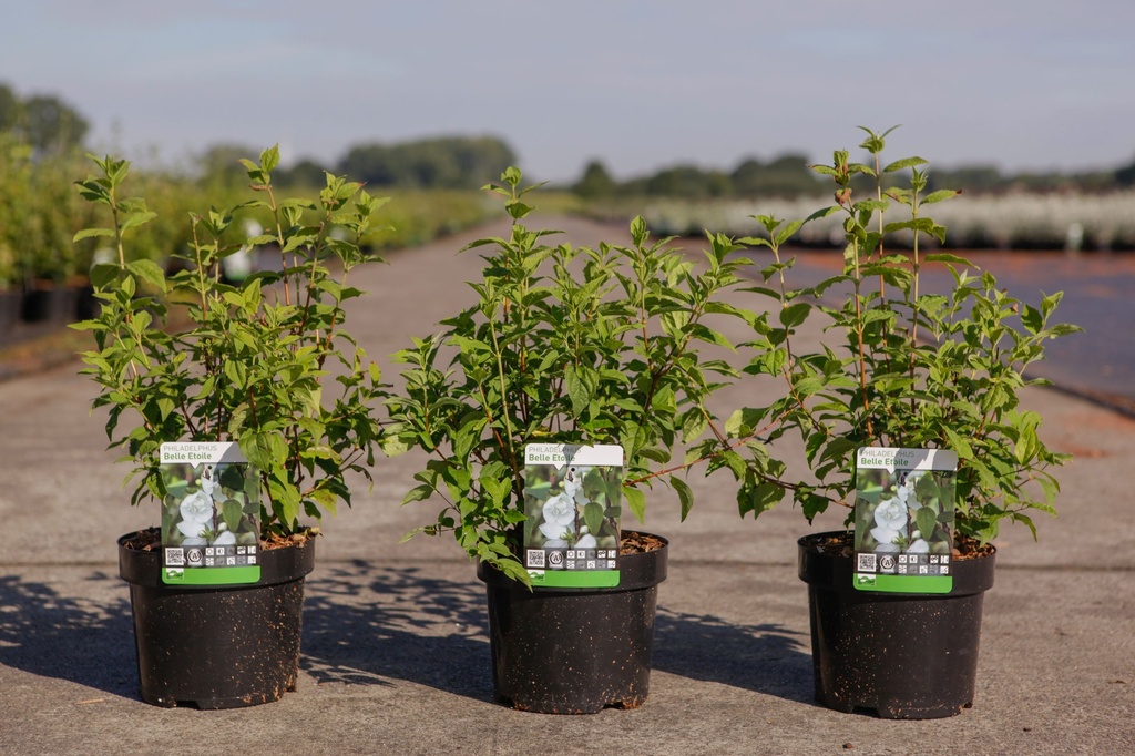 Philadelphus 'Belle Etoile' cont. 3,6L 60/+ cm +p